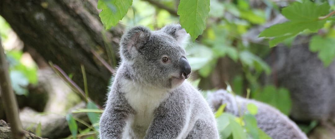 koala