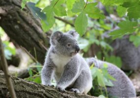 koala