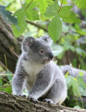 koala